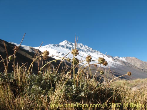 Imágen de Acaena sericea (). Haga un clic para aumentar parte de imágen.