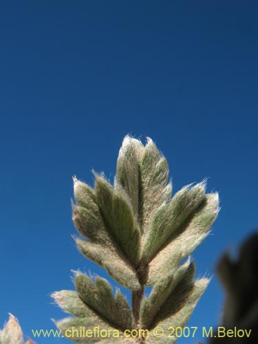 Bild von Acaena sericea (). Klicken Sie, um den Ausschnitt zu vergrössern.