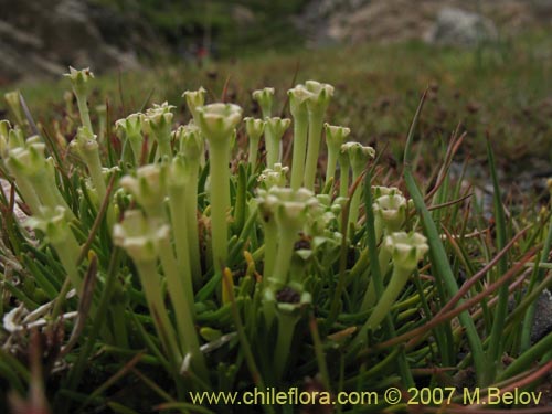 Bild von Colobanthus quitensis (). Klicken Sie, um den Ausschnitt zu vergrössern.