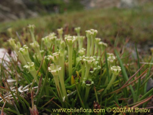 Bild von Colobanthus quitensis (). Klicken Sie, um den Ausschnitt zu vergrössern.