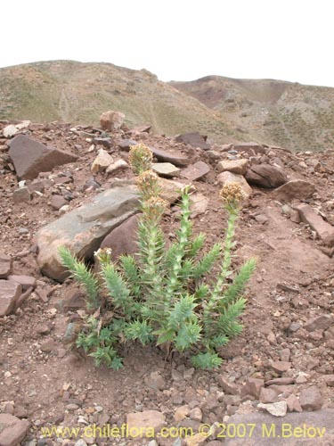 Imágen de Nassauvia sprengelioides (). Haga un clic para aumentar parte de imágen.