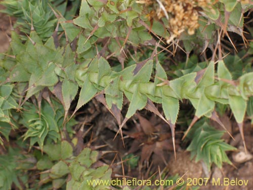 Bild von Nassauvia sprengelioides (). Klicken Sie, um den Ausschnitt zu vergrössern.