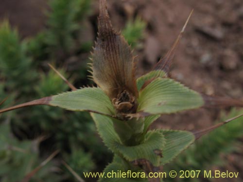 Imágen de Nassauvia sprengelioides (). Haga un clic para aumentar parte de imágen.