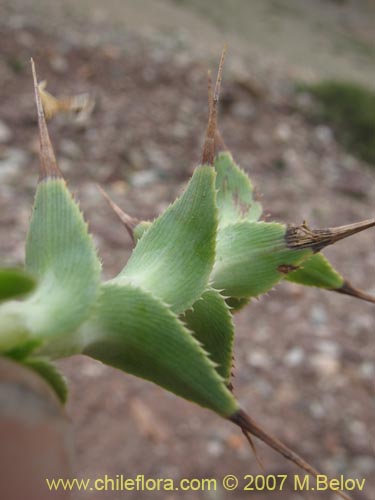 Фотография Nassauvia sprengelioides (). Щелкните, чтобы увеличить вырез.