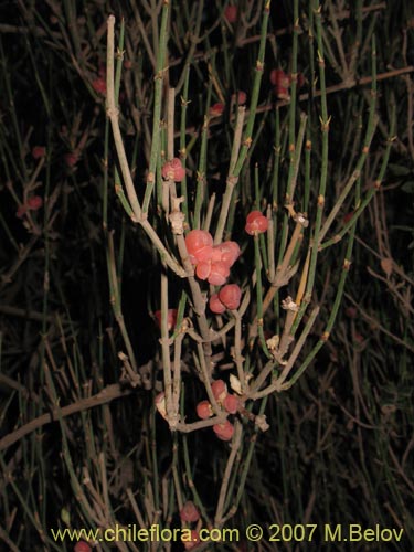 Image of Ephedra gracilis (). Click to enlarge parts of image.