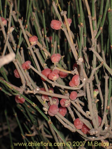 Image of Ephedra gracilis (). Click to enlarge parts of image.