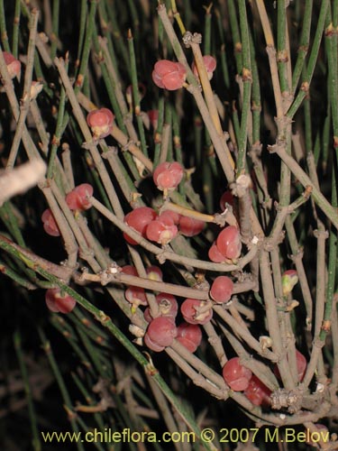 Bild von Ephedra gracilis (). Klicken Sie, um den Ausschnitt zu vergrössern.