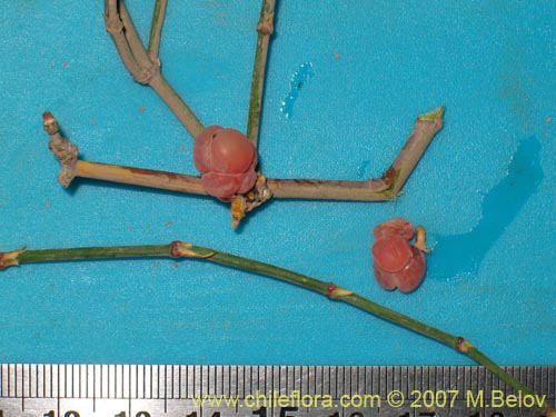 Image of Ephedra gracilis (). Click to enlarge parts of image.