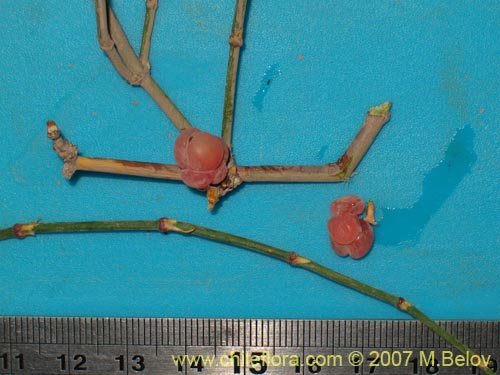 Image of Ephedra gracilis (). Click to enlarge parts of image.