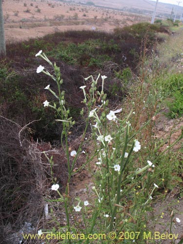 Фотография Nicotiana acuminata (Tabaco del cerro / Tabaco silvestre). Щелкните, чтобы увеличить вырез.