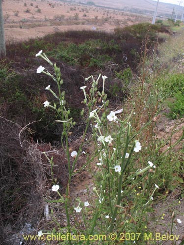 Imágen de Nicotiana acuminata (Tabaco del cerro / Tabaco silvestre). Haga un clic para aumentar parte de imágen.