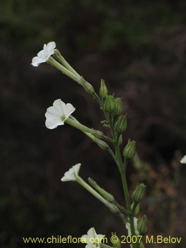 Image of Nicotiana acuminata (Tabaco del cerro / Tabaco silvestre). Click to enlarge parts of image.