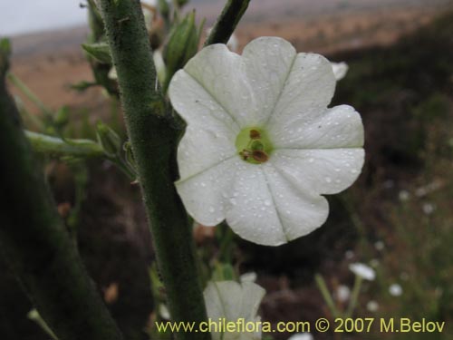 Imágen de Nicotiana acuminata (Tabaco del cerro / Tabaco silvestre). Haga un clic para aumentar parte de imágen.