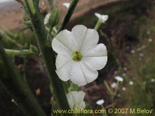 Image of Nicotiana acuminata (Tabaco del cerro / Tabaco silvestre). Click to enlarge parts of image.