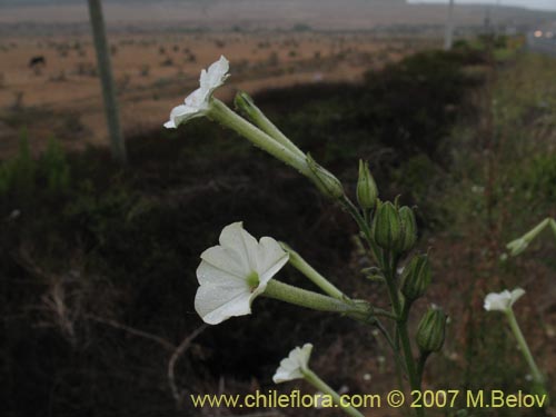 Image of Nicotiana acuminata (Tabaco del cerro / Tabaco silvestre). Click to enlarge parts of image.