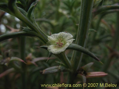 Imágen de Planta no identificada sp. #1786 (). Haga un clic para aumentar parte de imágen.