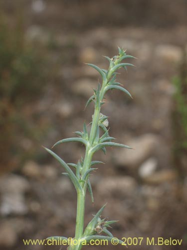 没断定的植物 sp. #1786的照片