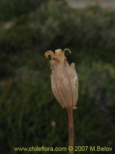 Bild von Silene chilensis (). Klicken Sie, um den Ausschnitt zu vergrössern.