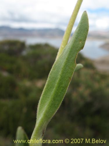 Bild von Silene chilensis (). Klicken Sie, um den Ausschnitt zu vergrössern.