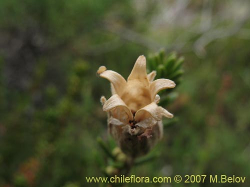 Silene chilensis的照片