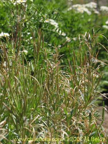 Epilobium sp. #1675の写真