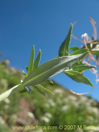 Epilobium sp. #1675的照片