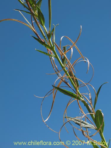 Imágen de Epilobium sp. #1675 (). Haga un clic para aumentar parte de imágen.