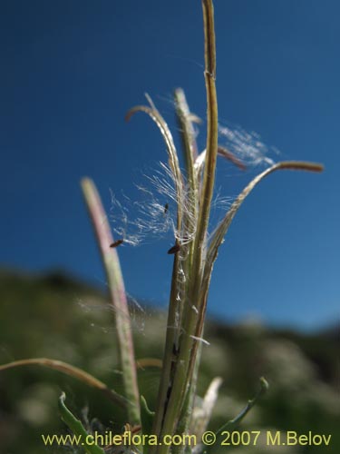 Epilobium sp. #1675の写真