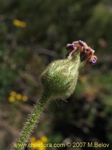 Imágen de Perezia sp.  #1021 (). Haga un clic para aumentar parte de imágen.