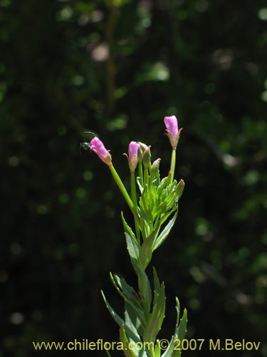 Epilobium sp. #1675的照片