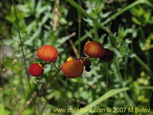 Фотография Calceolaria arachnoidea (). Щелкните, чтобы увеличить вырез.