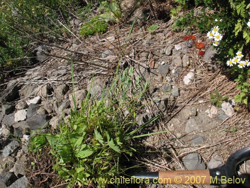 Image of Calceolaria arachnoidea (). Click to enlarge parts of image.