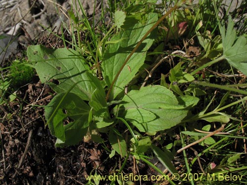 Image of Calceolaria arachnoidea (). Click to enlarge parts of image.