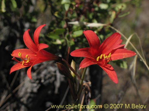 Imágen de Rhodophiala sp. #1755 (). Haga un clic para aumentar parte de imágen.