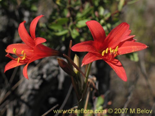 Bild von Rhodophiala sp. #1755 (). Klicken Sie, um den Ausschnitt zu vergrössern.