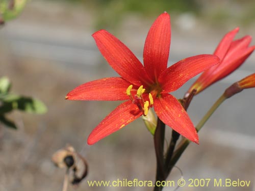 Bild von Rhodophiala sp. #1755 (). Klicken Sie, um den Ausschnitt zu vergrössern.