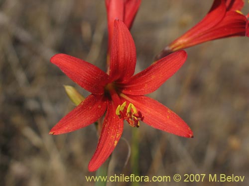 Imágen de Rhodophiala sp. #1755 (). Haga un clic para aumentar parte de imágen.