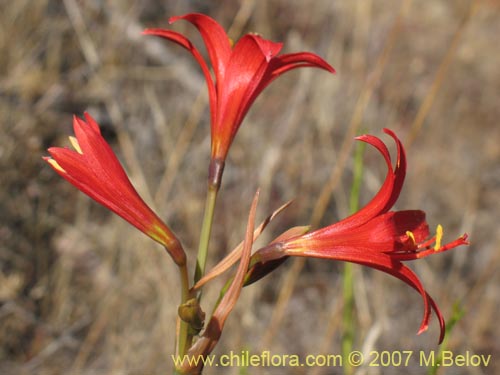 Imágen de Rhodophiala sp. #1755 (). Haga un clic para aumentar parte de imágen.