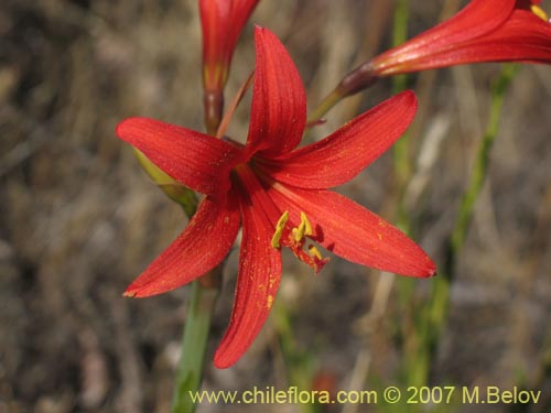 Фотография Rhodophiala sp. #1755 (). Щелкните, чтобы увеличить вырез.