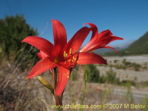 Bild von Rhodophiala sp. #1755 (). Klicken Sie, um den Ausschnitt zu vergrössern.