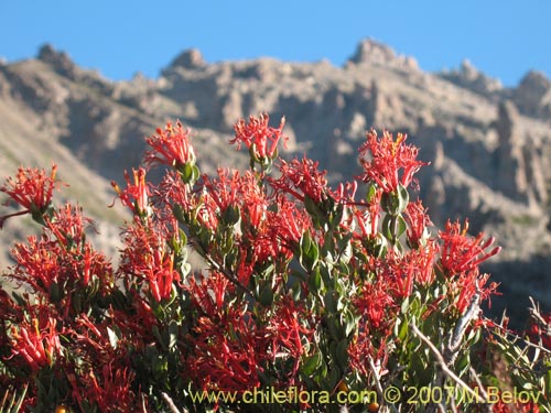 Image of Tristerix verticillatus (Quintral). Click to enlarge parts of image.