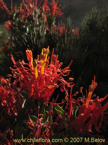 Bild von Tristerix verticillatus (Quintral). Klicken Sie, um den Ausschnitt zu vergrössern.