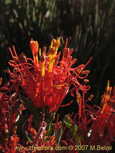 Bild von Tristerix verticillatus (Quintral). Klicken Sie, um den Ausschnitt zu vergrössern.