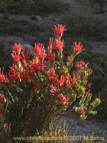 Image of Tristerix verticillatus (Quintral). Click to enlarge parts of image.