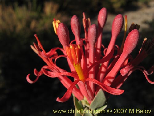 Bild von Tristerix verticillatus (Quintral). Klicken Sie, um den Ausschnitt zu vergrössern.