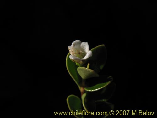 Bild von Gaultheria sp. #2348 (). Klicken Sie, um den Ausschnitt zu vergrössern.