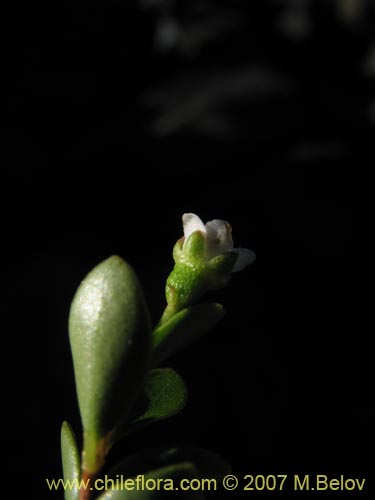 Bild von Gaultheria sp. #2348 (). Klicken Sie, um den Ausschnitt zu vergrössern.