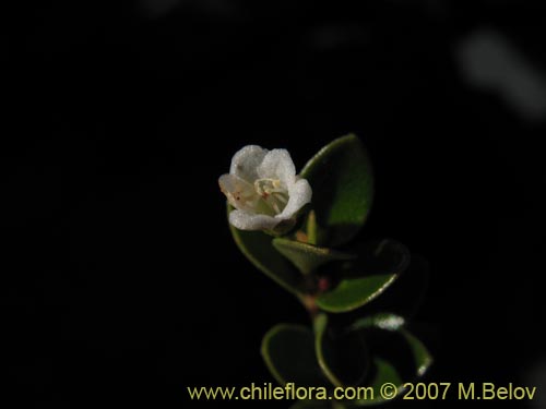 Фотография Не определенное растение sp. #2348 (). Щелкните, чтобы увеличить вырез.