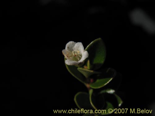 Gaultheria sp. #2348의 사진