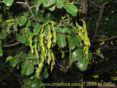 Imágen de Planta no identificada sp. #1100 (). Haga un clic para aumentar parte de imágen.